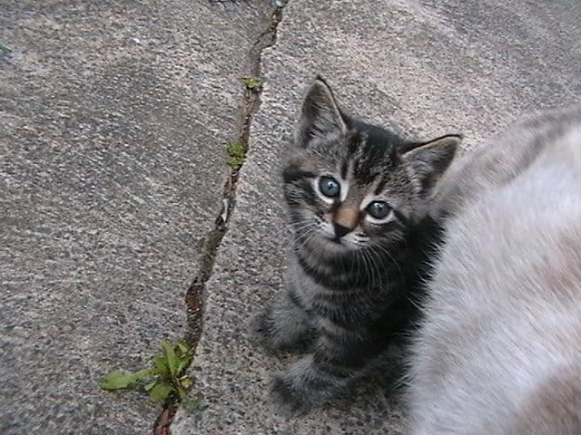 Blue eyed kitten