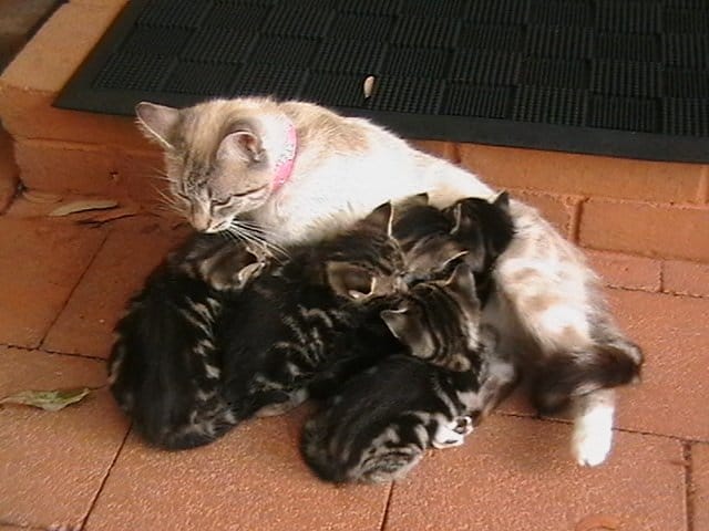Cat with 5 kittens