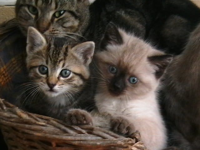 Cute kittens